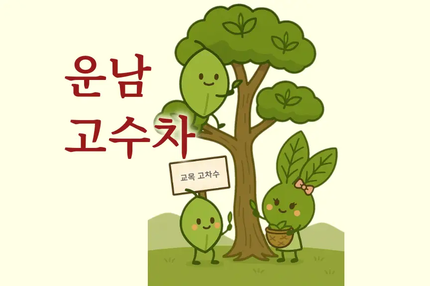 보이차의 고수차(古樹茶) 개념 발생시기