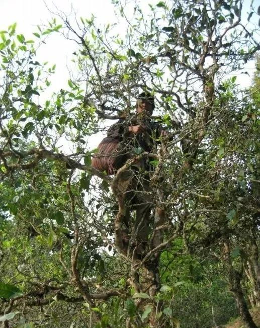 운남 고차수 수제 채엽