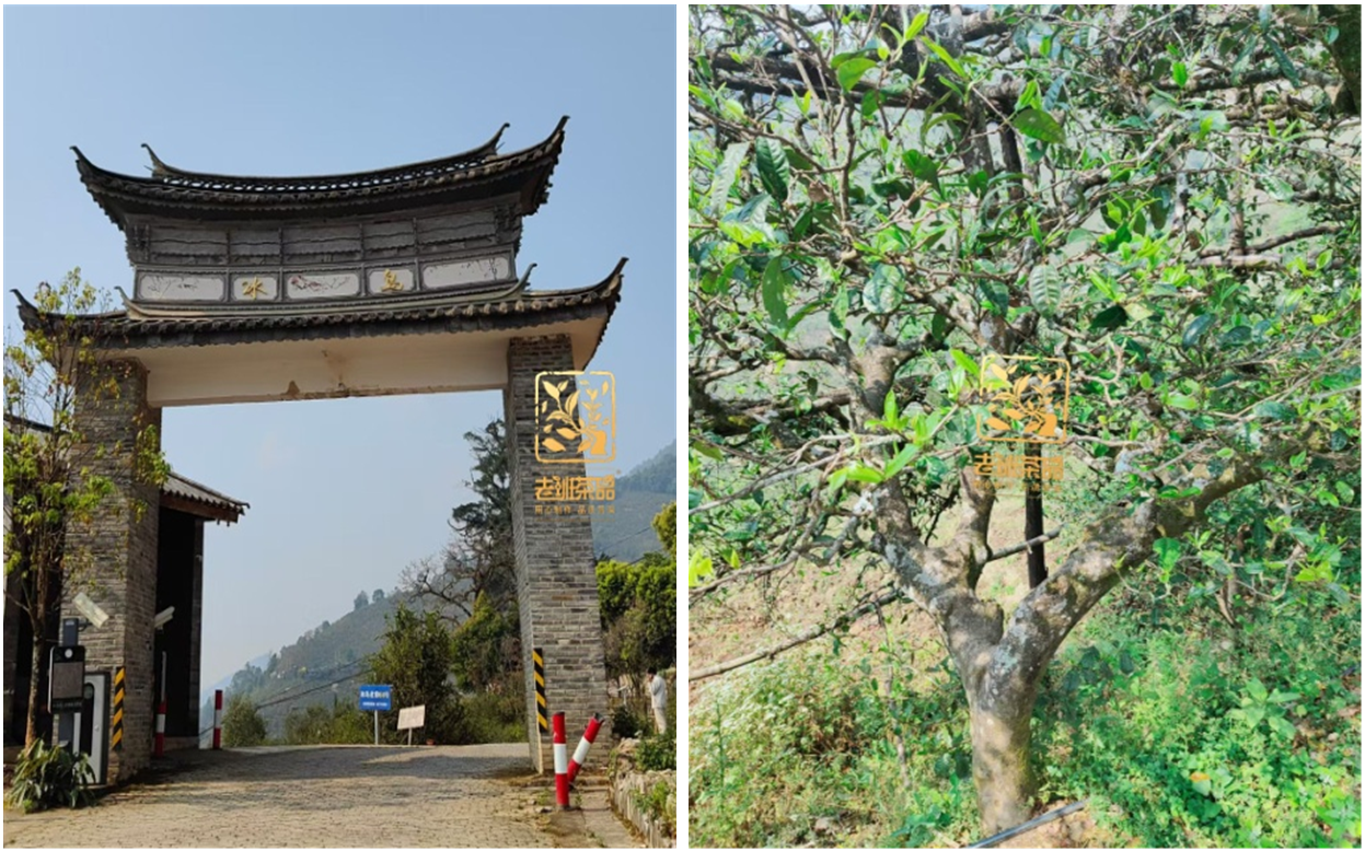빙도노채