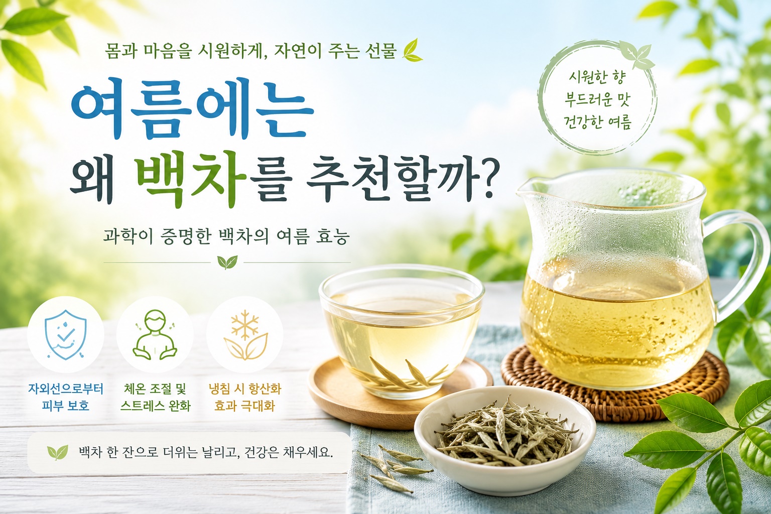 여름에는 왜 백차를 추천할까?
